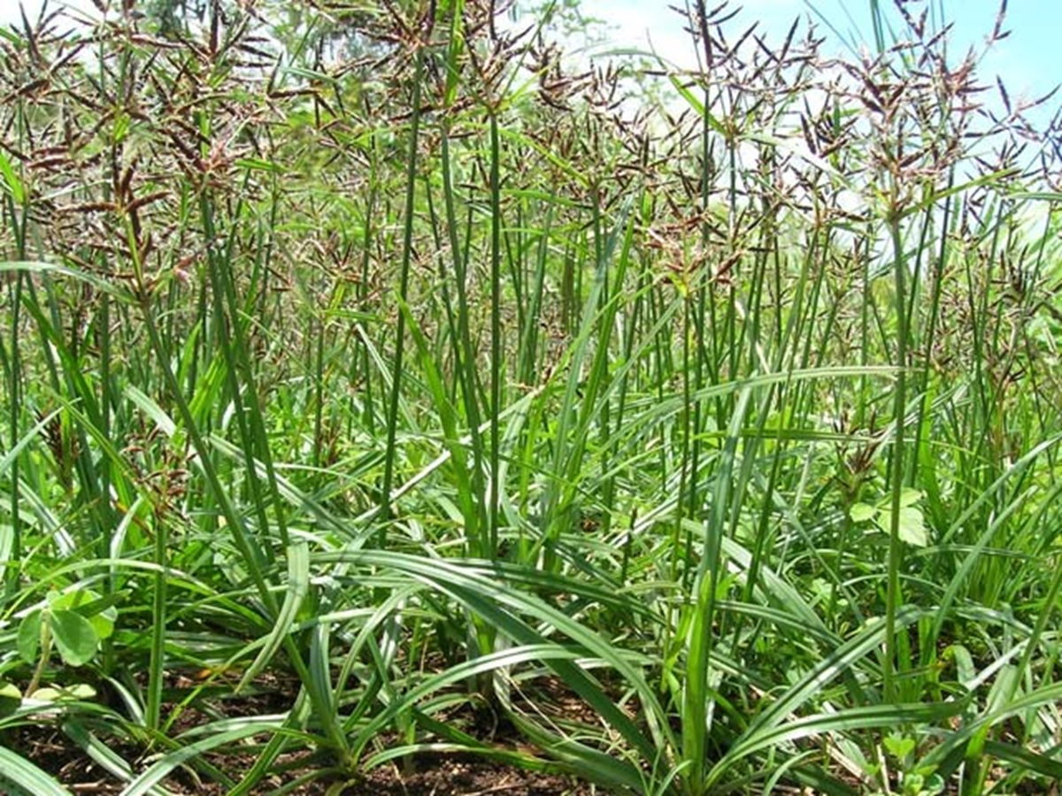 Loài cây "kẻ thù nhà nông" trước cho không ai lấy nay nhổ về bán 350.000 đồng/kg - Ảnh 3. Loại cây "kẻ thù nhà nông" trước cho không ai lấy nay nhổ về bán 350.000 đồng/kg - Ảnh 2.
