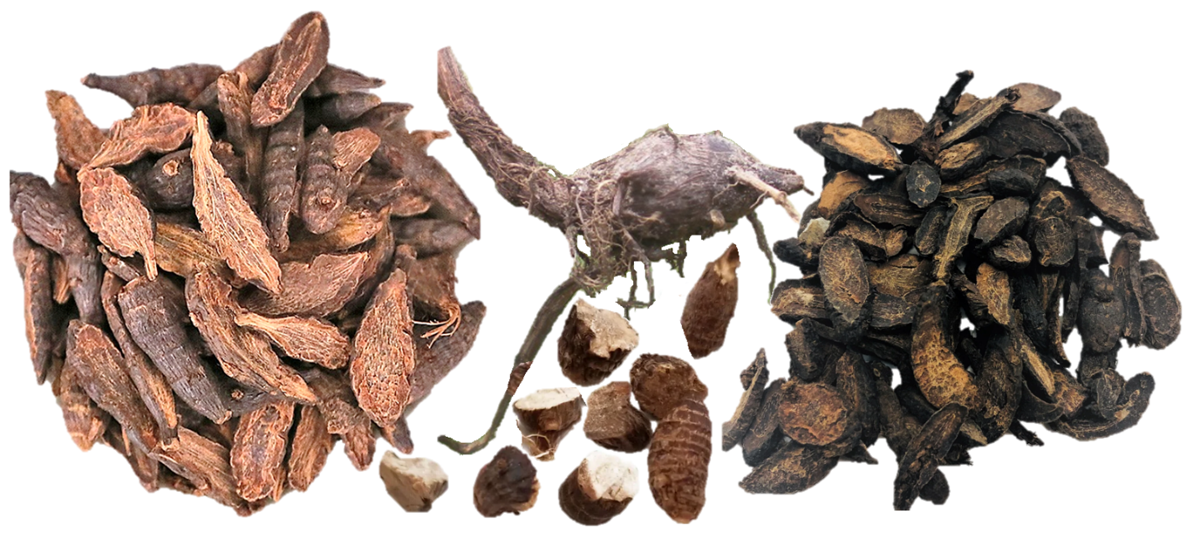 Loài cây "kẻ thù nhà nông" trước cho không ai lấy nay nhổ về bán 350.000 đồng/kg - Ảnh 4. Loại cây "kẻ thù nhà nông" trước cho không ai lấy nay nhổ về bán 350.000 đồng/kg - Ảnh 3.