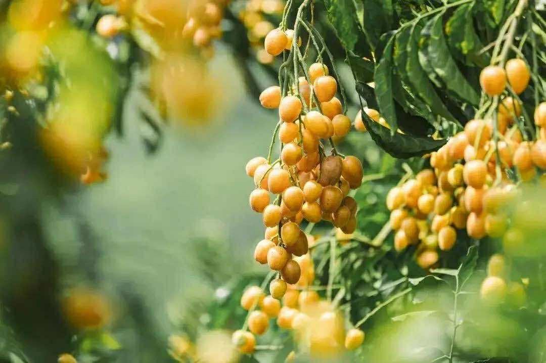 Giả mã thức uống đang là &quot;ngôi sao&quot; tại các cửa hàng đồ uống: Cách làm và hương vị ra sao mà ai cũng khen nức nở - Ảnh 1.
