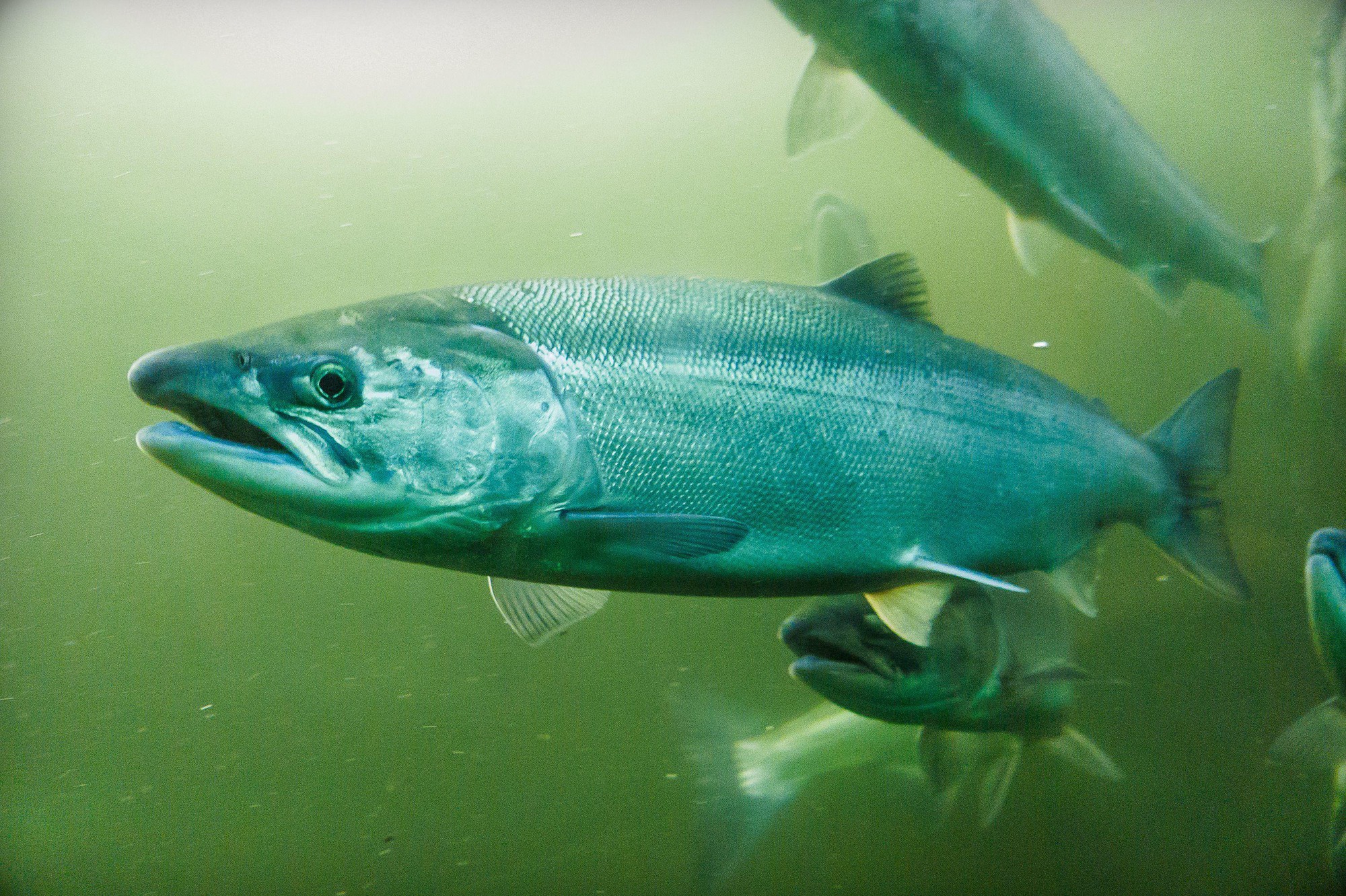 salmon-1753707635658-1753707635722766501944.jpeg