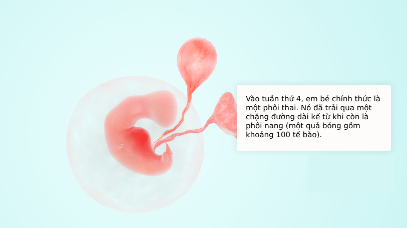 Tuần thai thứ 4: Em bé đã bắt đầu hình thành, que thử thai lên “2 vạch”- Ảnh 4.