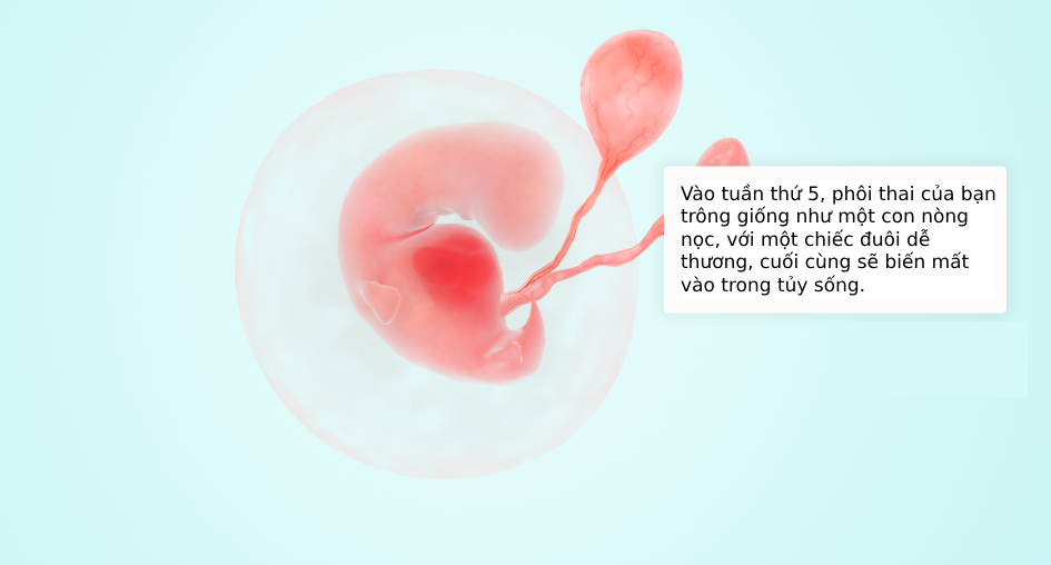 Tuần thai thứ 5: Tim thai bắt đầu đập, mẹ hãy đặt lịch khám thai- Ảnh 5. Tuần thai thứ 5: Tim thai bắt đầu đập, mẹ hãy đặt lịch khám thai- Ảnh 5.