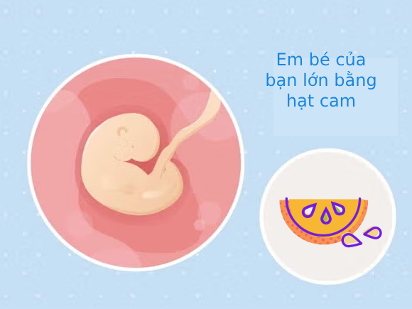 Tuần thai thứ 5: Tim thai bắt đầu đập, mẹ hãy đặt lịch khám thai- Ảnh 3. Tuần thai thứ 5: Tim thai bắt đầu đập, mẹ hãy đặt lịch khám thai- Ảnh 3.
