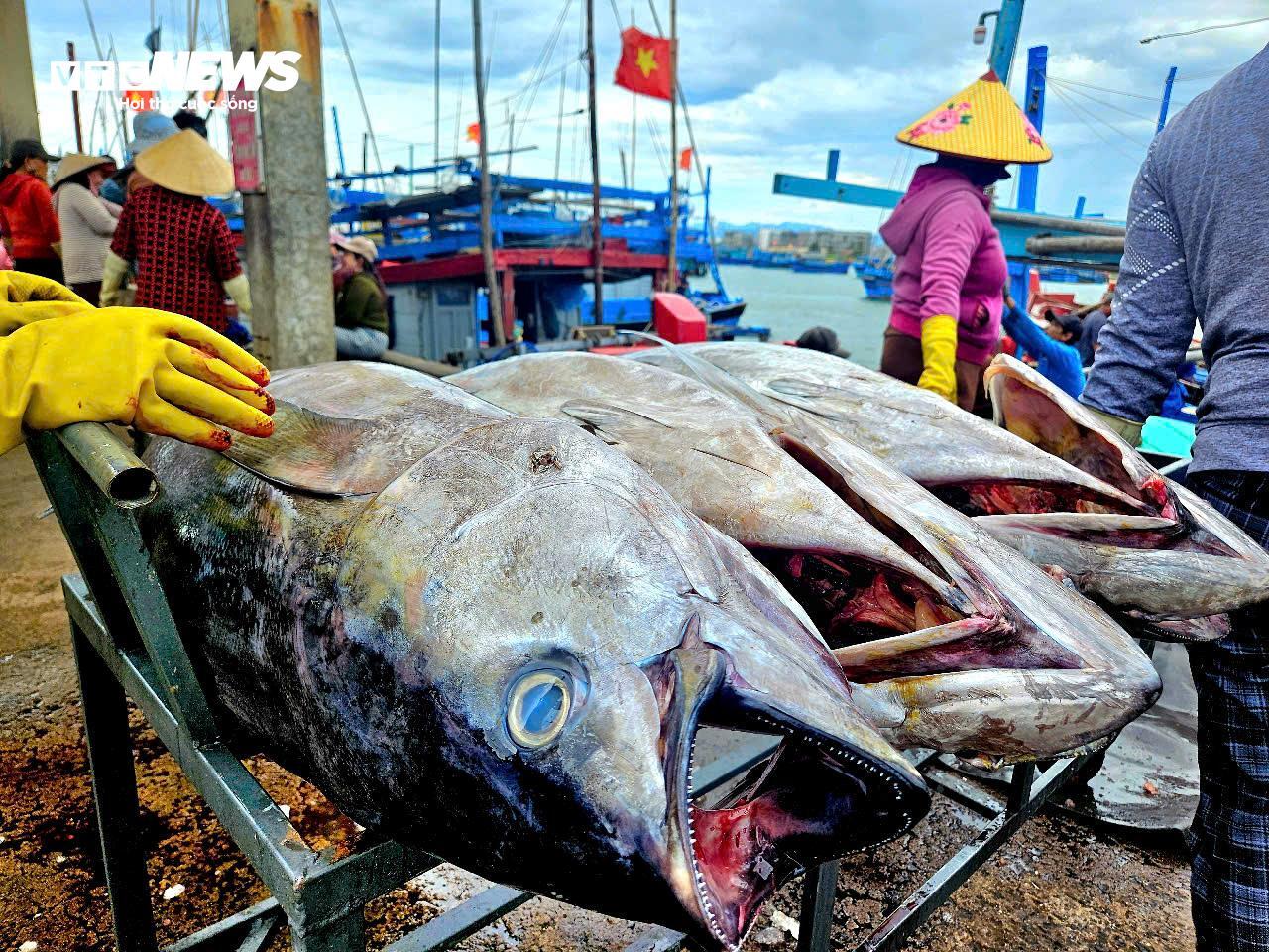 Về biển Đắk Lắk xem ngư dân câu được cá ngừ đại dương 60kg - Ảnh 13. Về biển Đắk Lắk xem ngư dân câu được cá ngừ đại dương 60kg - Ảnh 13.