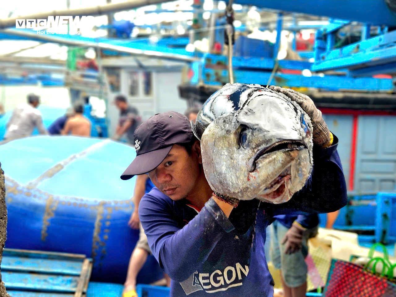 Về biển Đắk Lắk xem ngư dân câu được cá ngừ đại dương 60kg - Ảnh 6. Về biển Đắk Lắk xem ngư dân câu được cá ngừ đại dương 60kg - Ảnh 6.