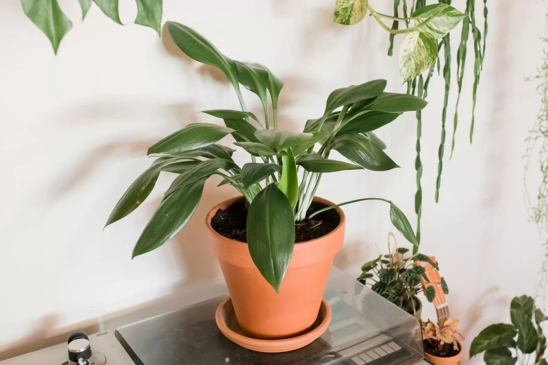cay-toi-rung-cast-iron-plant-1751512482723679738980-1751531977558-17515319776852022166825.jpg