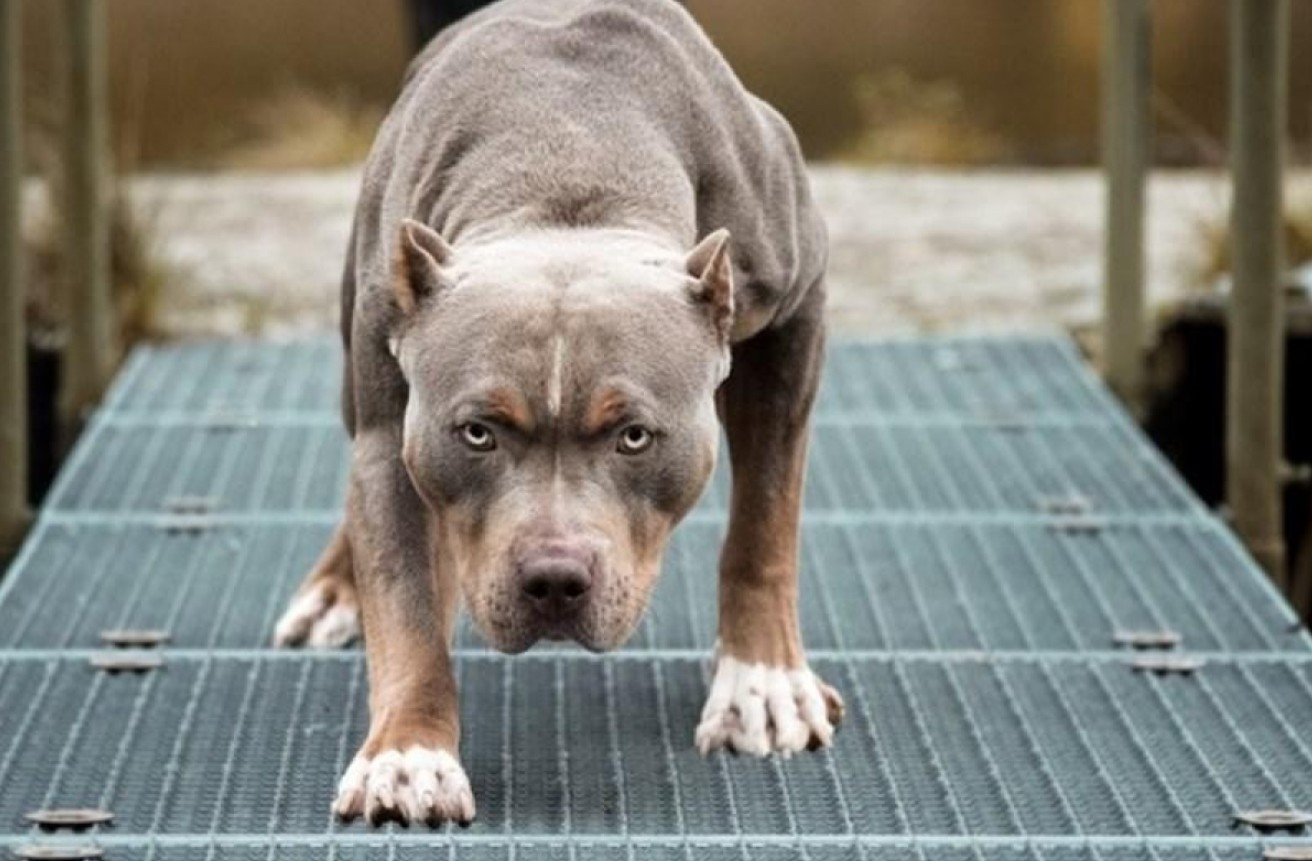 Vuốt ve chó pitbull giữa phố, người phụ nữ bị cắn biến dạng khuôn mặt - Ảnh 3. Vuốt ve chó pitbull giữa phố, người phụ nữ bị cắn biến dạng khuôn mặt - Ảnh 3.
