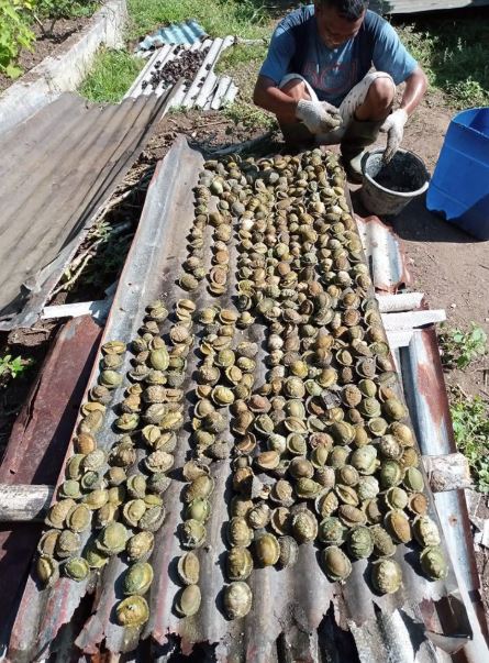 Thứ trông kỳ dị không ngờ là đặc sản "ăn giòn sần sật" dân phố thích mê, 70.000 đồng/kg- Ảnh 3.
