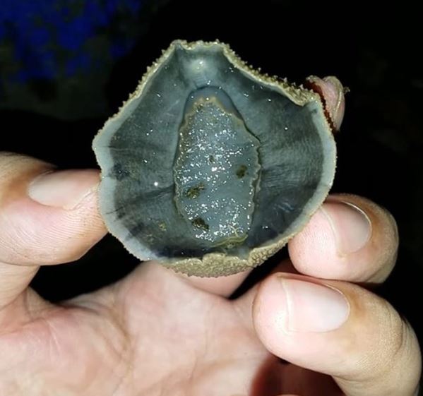 Thứ trông kỳ dị không ngờ là đặc sản "ăn giòn sần sật" dân phố thích mê, 70.000 đồng/kg- Ảnh 1.