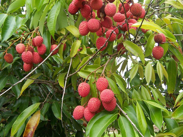 1200px-litchichinensisfruits-17538870710941074993277-1753920452997-17539204531831955391665.jpg