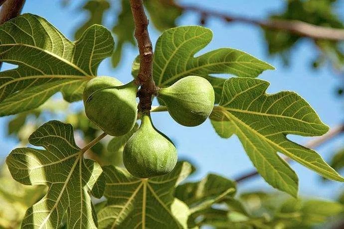 6 cây ăn quả 6 cây ăn quả
