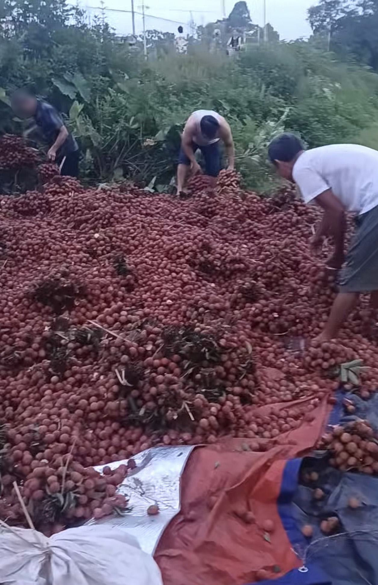 Vụ xe vải lật bị người dân "hôi của": Chủ xe nói "các bác ơi đây là vải của cháu" nhưng không ai quan tâm - Ảnh 1. Vụ xe vải lật bị người dân "hôi của": Chủ xe nói "các bác ơi đây là vải của cháu" nhưng không ai quan tâm - Ảnh 1.