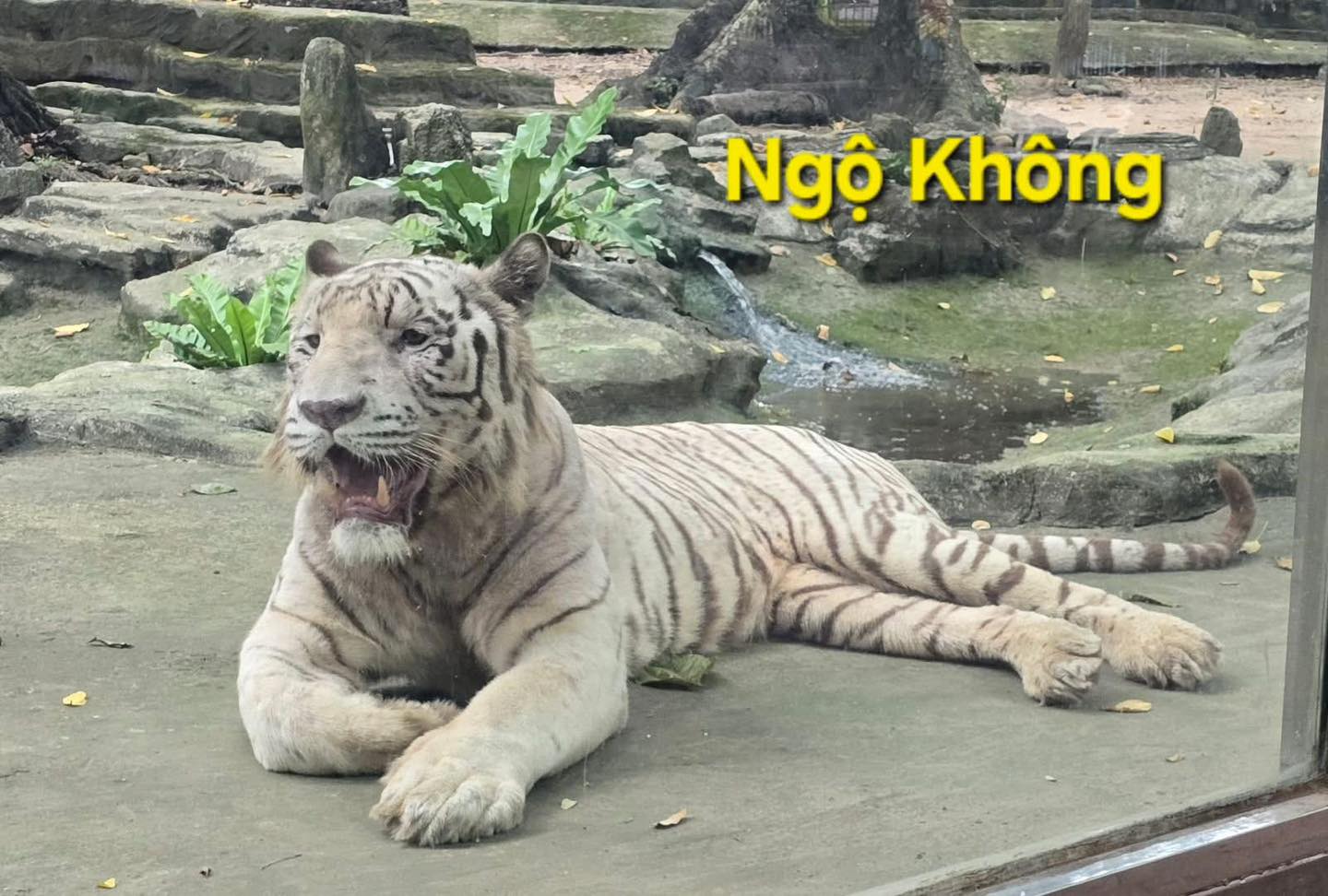 Ngộ Không ở Thảo Cầm Viên qua đời, hàng nghìn người xót xa vì một lý do- Ảnh 2. Ngộ Không ở Thảo Cầm Viên qua đời, hàng nghìn người xót xa vì một lý do- Ảnh 2.