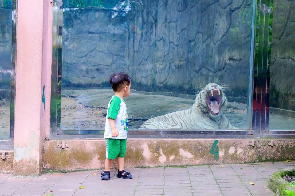 Ngộ Không ở Thảo Cầm Viên qua đời, hàng nghìn người xót xa vì một lý do- Ảnh 1. Ngộ Không ở Thảo Cầm Viên qua đời, hàng nghìn người xót xa vì một lý do- Ảnh 1.