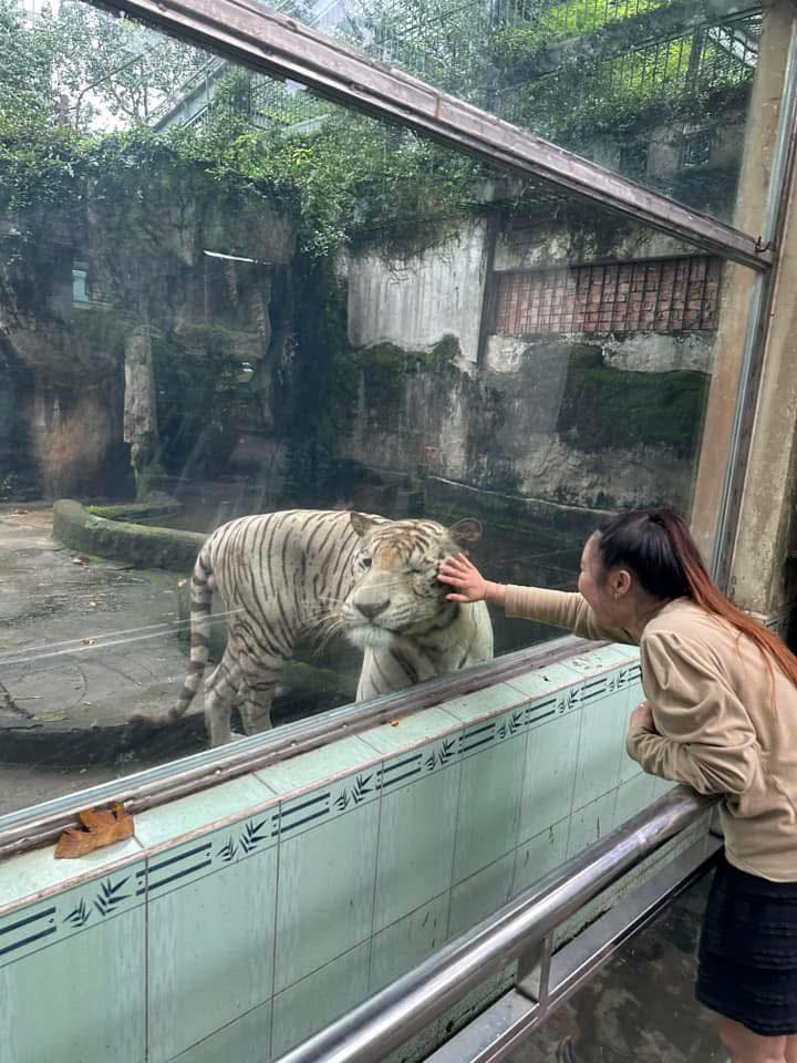Ngộ Không ở Thảo Cầm Viên qua đời, hàng nghìn người xót xa vì một lý do- Ảnh 4. Ngộ Không ở Thảo Cầm Viên qua đời, hàng nghìn người xót xa vì một lý do- Ảnh 4.