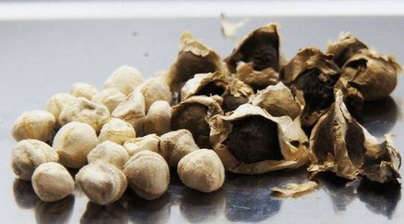 cay-moc-day-o-viet-nam-khong-ngo-la-bau-vat-o-nuoc-ngoai-nhat-hat-dem-ban-cung-kiem-bon-tien-1751945789400221177504-1751964105113-17519641051681565092989.jpg