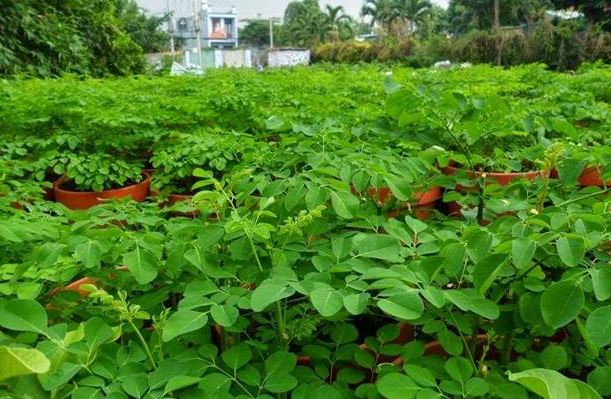 cay-moc-day-o-viet-nam-khong-ngo-la-bau-vat-o-nuoc-ngoai-nhat-hat-dem-ban-cung-kiem-bon-tien1-1751946146523314365430-1751964103289-1751964103426466860611.jpg