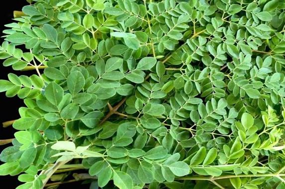 cay-moc-day-o-viet-nam-khong-ngo-la-bau-vat-o-nuoc-ngoai-nhat-hat-dem-ban-cung-kiem-bon-tien2-17519461466061806201065-1751964104458-1751964104516125786342.jpg