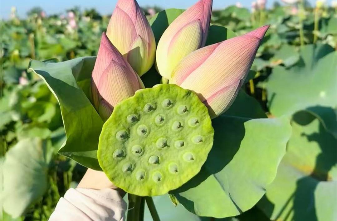 Phụ nữ không nên quá tiết kiệm mà hãy ăn 4 loại trái cây này vào mùa hè để dưỡng nhan, da sáng mịn, khí huyết dồi dào- Ảnh 6. Phụ nữ không nên quá tiết kiệm mà hãy ăn 4 loại trái cây này vào mùa hè để dưỡng nhan, da sáng mịn, khí huyết dồi dào- Ảnh 6.