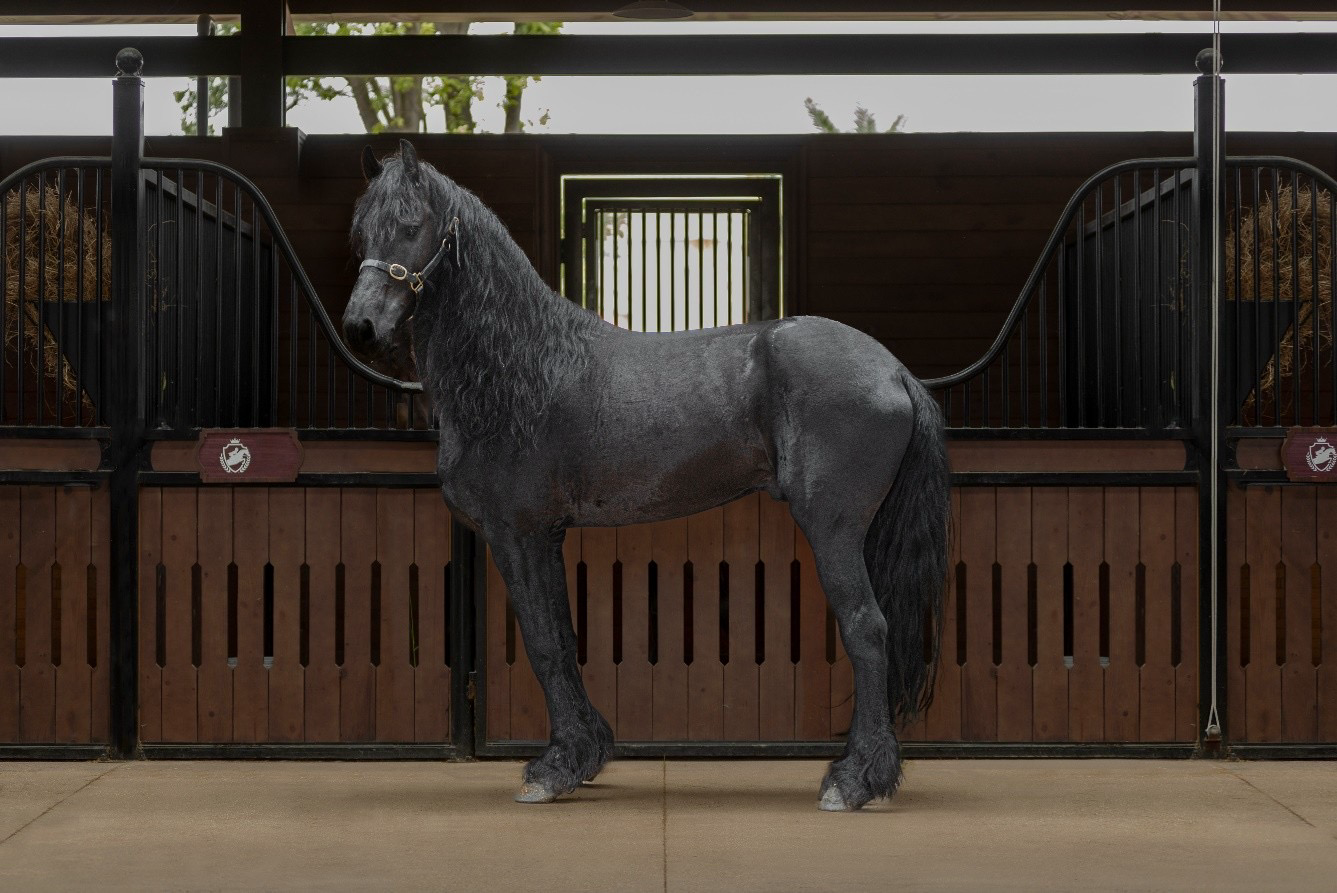 Sắp diễn ra giải cưỡi ngựa chuyên nghiệp tiên phong tại Việt Nam – Vinpearl Equestrian Cup 2025 - Ảnh 5.