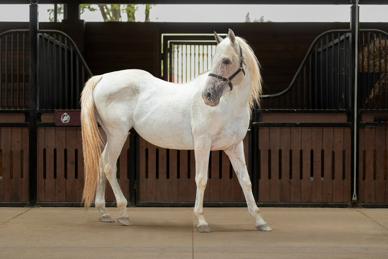 Sắp diễn ra giải cưỡi ngựa chuyên nghiệp tiên phong tại Việt Nam – Vinpearl Equestrian Cup 2025 - Ảnh 4.