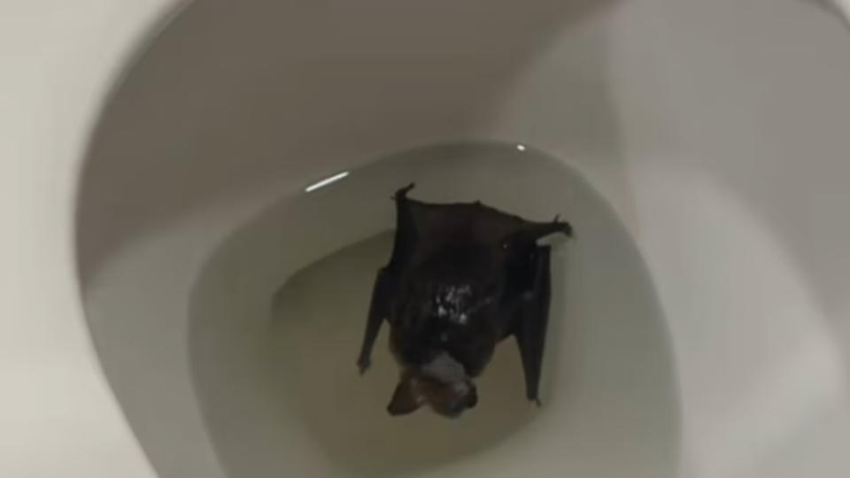 2-17547956234691100743912-1754813681532-175481368175311319548.png