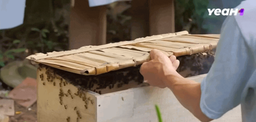 'Gia đình Haha' Tập 9: Trải nghiệm khám phá nghề nuôi ong, nhăn nhó tận hưởng những 'nụ hôn của ong'- Ảnh 1.