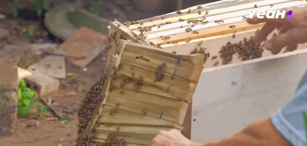'Gia đình Haha' Tập 9: Trải nghiệm khám phá nghề nuôi ong, nhăn nhó tận hưởng những 'nụ hôn của ong'- Ảnh 2.