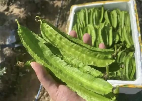 thu-tung-la-thuc-an-cho-lon-nay-co-gia-dat-do-1-trieu-dong-kg-o-viet-nam-trong-bat-ngan3-1754834699558777289789-1754888582476-17548885825731788376503.jpg