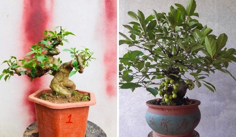 cay-sung-bonsai-y-nghia-hinh-anh-17548906595331493899652-1754985383824-17549853839231246667608.jpg