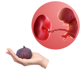 Tuần thai thứ 11: Bé cử động linh hoạt, mẹ lộ rõ vóc dáng phụ nữ mang thai- Ảnh 6.