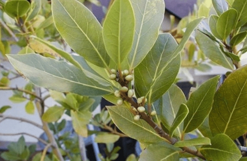 Loại lá ở Việt Nam nhiều người cho nhau miễn phí, ra nước ngoài giá 2 triệu đồng/kg - Ảnh 1. Loại lá ở Việt Nam nhiều người cho nhau miễn phí, ra nước ngoài giá 2 triệu đồng/kg - Ảnh 1.