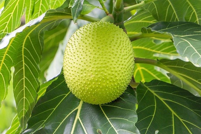 Loại quả lạ miền Tây, ngoài như mít, trong lại giống khoai, có giá gần 1 triệu/kg ở nước ngoài - Ảnh 2.