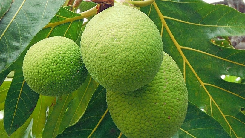 Loại quả lạ miền Tây, ngoài như mít, trong lại giống khoai, có giá gần 1 triệu/kg ở nước ngoài - Ảnh 1.