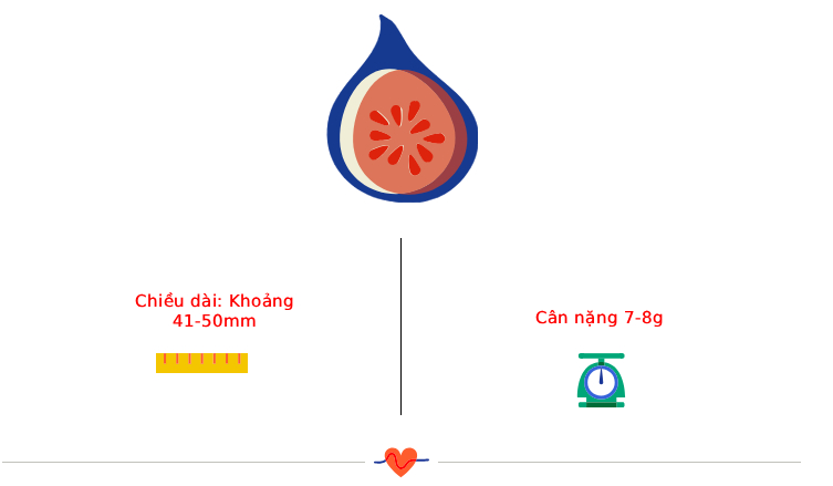 Tuần thai thứ 11: Bé cử động linh hoạt, mẹ lộ rõ vóc dáng phụ nữ mang thai- Ảnh 3.