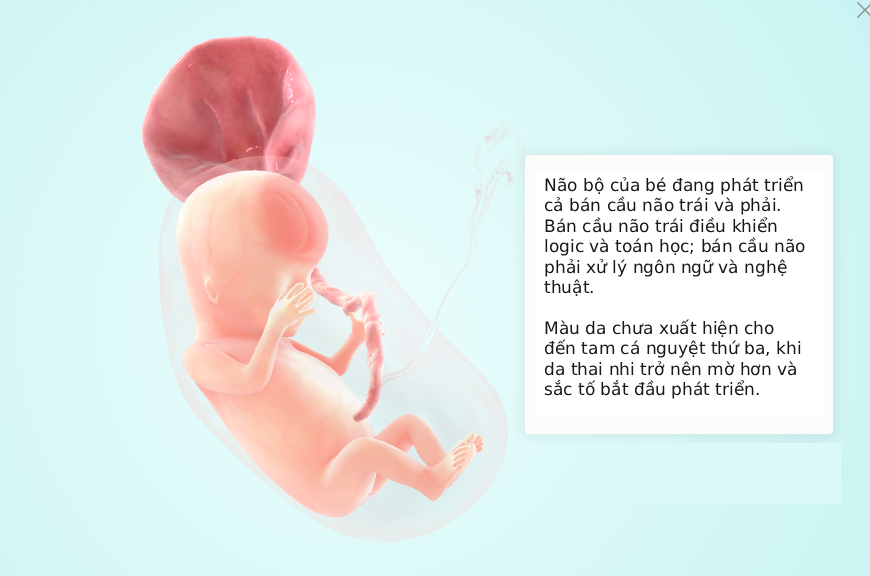 Tuần thai thứ 11: Bé cử động linh hoạt, mẹ lộ rõ vóc dáng phụ nữ mang thai- Ảnh 5.