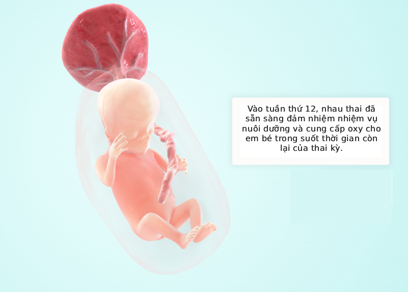 Tuần thai thứ 12: Giai đoạn ốm nghén đã qua, chúc mừng mẹ hoàn thành Tam cá nguyệt thứ nhất!- Ảnh 5.
