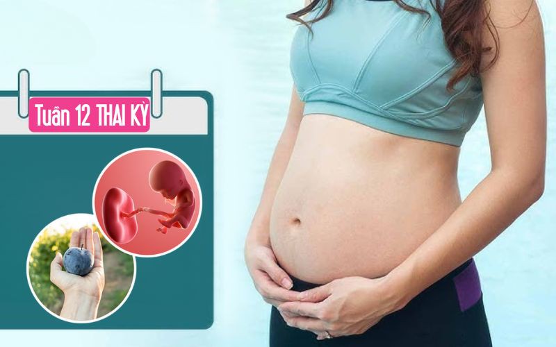 Tuần thai thứ 12: Giai đoạn ốm nghén đã qua, chúc mừng mẹ hoàn thành Tam cá nguyệt thứ nhất!
