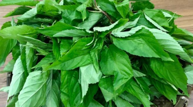 Loại rau ít &quot;ngậm&quot; thuốc trừ sâu nhất chợ, người Nhật &quot;mê tít&quot;, ở Việt Nam mọc đầy bờ rào - Ảnh 2.