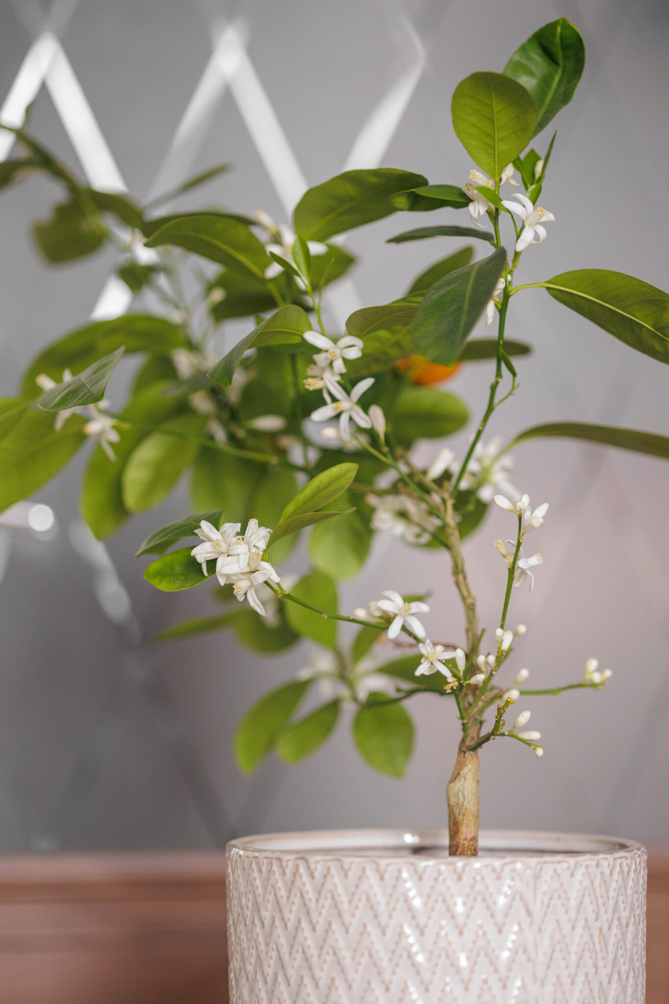 blooming-orange-tree-home-decorative-plant-with-w-2022-12-17-06-26-09-utc-1365x2048-17524807928221601627585-1755310592029-17553105921091458822877.jpg
