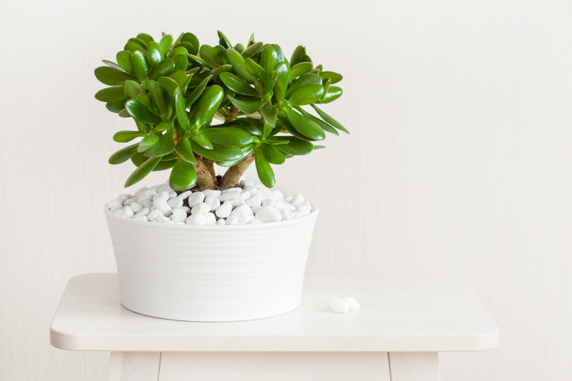 houseplant-crassula-ovata-jade-plant-money-tree-in-2021-08-26-16-57-35-utc-1-1155x770-17524801272531486163849-1755310589301-1755310589373571516512.jpg