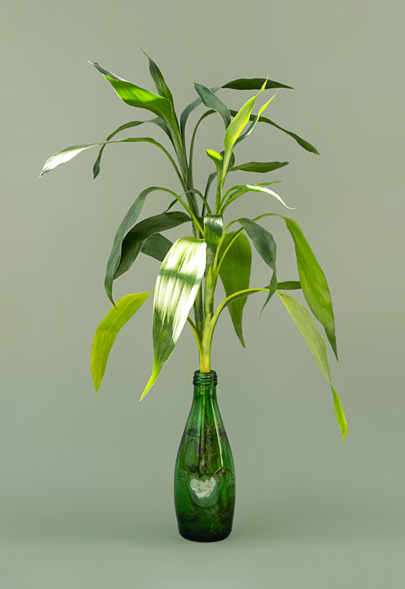 lucky-bamboo-growing-in-water-greenery-still-life-2023-10-13-20-00-53-utc-1400x2037-175247990515852858780-1755310587974-1755310588093931050192.jpg