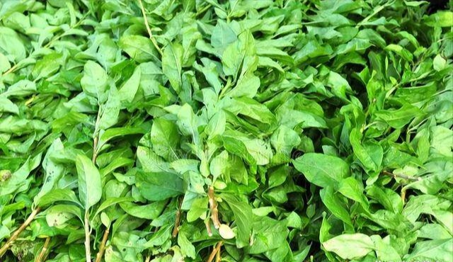 Đừng chỉ ăn quả, lá loại cây này quý như &quot;nhân sâm của nhà nghèo&quot;, nhiều người không biết mà ăn - Ảnh 3.