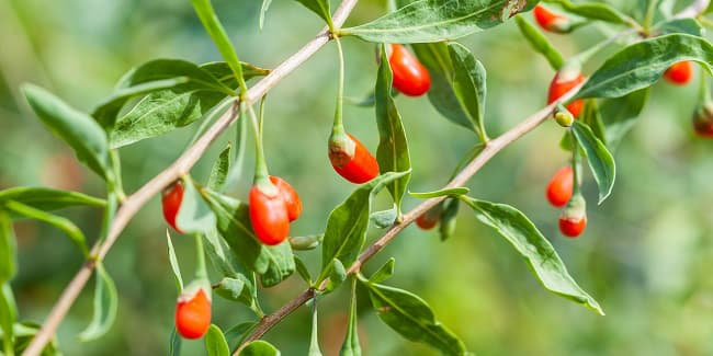 Đừng chỉ ăn quả, lá loại cây này quý như &quot;nhân sâm của nhà nghèo&quot;, nhiều người không biết mà ăn - Ảnh 2.