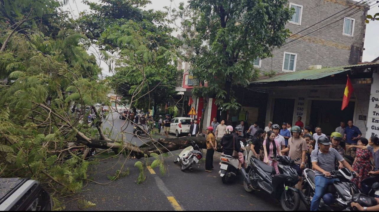 Cây phượng bật gốc đổ xuống đường, 4 người thoát chết trong gang tấc - Ảnh 3. Cây phượng bật gốc đổ xuống đường, 4 người thoát chết trong gang tấc - Ảnh 3.