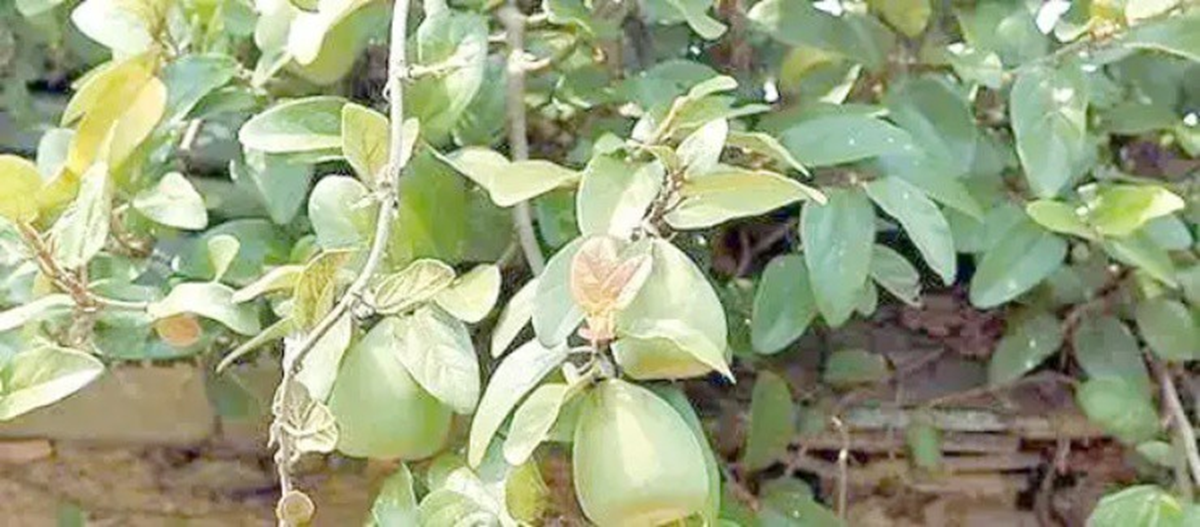 loai-cay-dai-moc-khap-viet-nam-truoc-khong-ai-ngo-o-nuoc-ngoai-gan-nua-trieu-kg-6-17554905320541306461628-1755525294731-17555252960711842174981.png