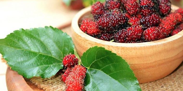 Đừng chỉ ăn quả, lá cây này quý như "nhân sâm của người nghèo", ở quê mọc đầy không ai ngó - Ảnh 1. Đừng chỉ ăn quả, lá cây này quý như "nhân sâm của người nghèo", ở quê mọc đầy không ai ngó - Ảnh 1.