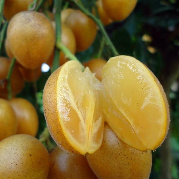 Thứ quả mùa hè "nhỏ nhưng có võ" giúp thanh nhiệt, bổ khí, trừ đờm: Ai cũng nên ăn khi trời nắng nóng - Ảnh 2. Thứ quả mùa hè "nhỏ nhưng có võ" giúp thanh nhiệt, bổ khí, trừ đờm: Ai cũng nên ăn khi trời nắng nóng - Ảnh 2.