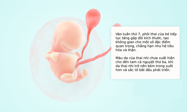 Tuần thai thứ 7: Thai phát triển nhanh, tay chân bé bắt đầu hình thành- Ảnh 5. Tuần thai thứ 7: Thai phát triển nhanh, tay chân bé bắt đầu hình thành- Ảnh 5.