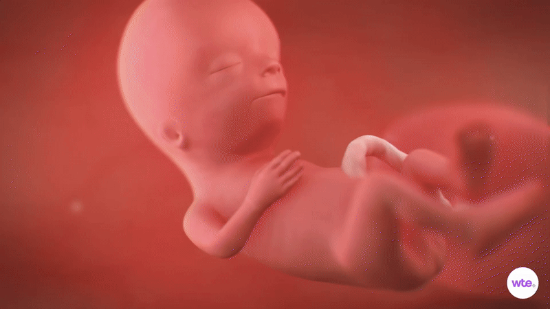 13weekspregnant-babydevelopmentsymptomssigns-weekbyweek-ezgifcom-video-to-gif-converter-1755683534854248809842-1755703623588-1755703624204375442352.gif